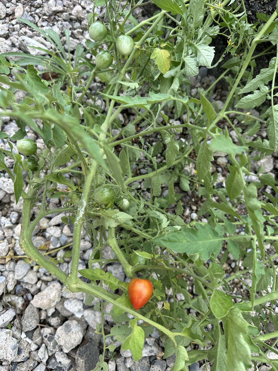 imustum3150's tweet photo. カーポートの横に野生のミニトマトが生えてる🍅 https://t.co/aeqqZt0Zq1