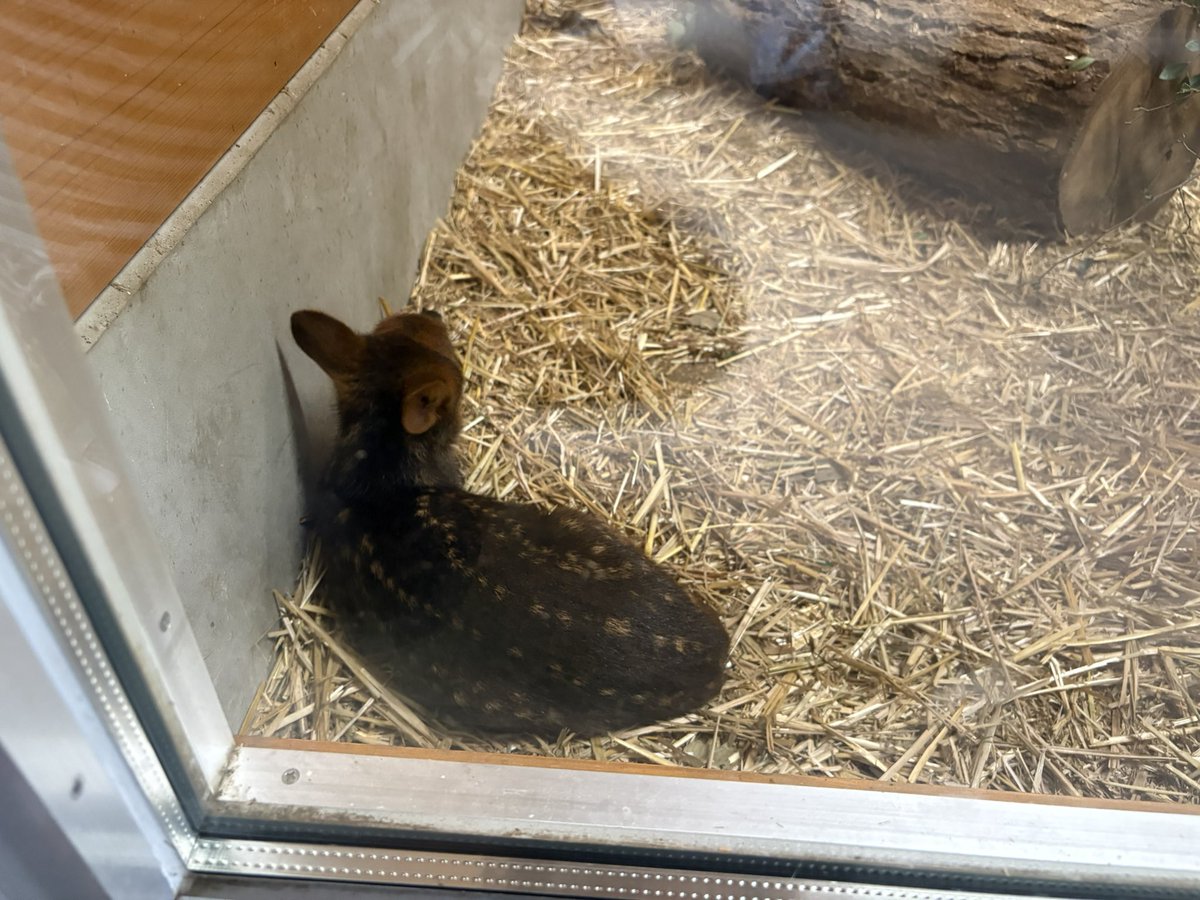 m4325m's tweet photo. プーズーのイチハちゃんに初めて会えた☺️
とってもかわいい🥰
しかし、撮るのが難しい😓 https://t.co/565O0ITTQn