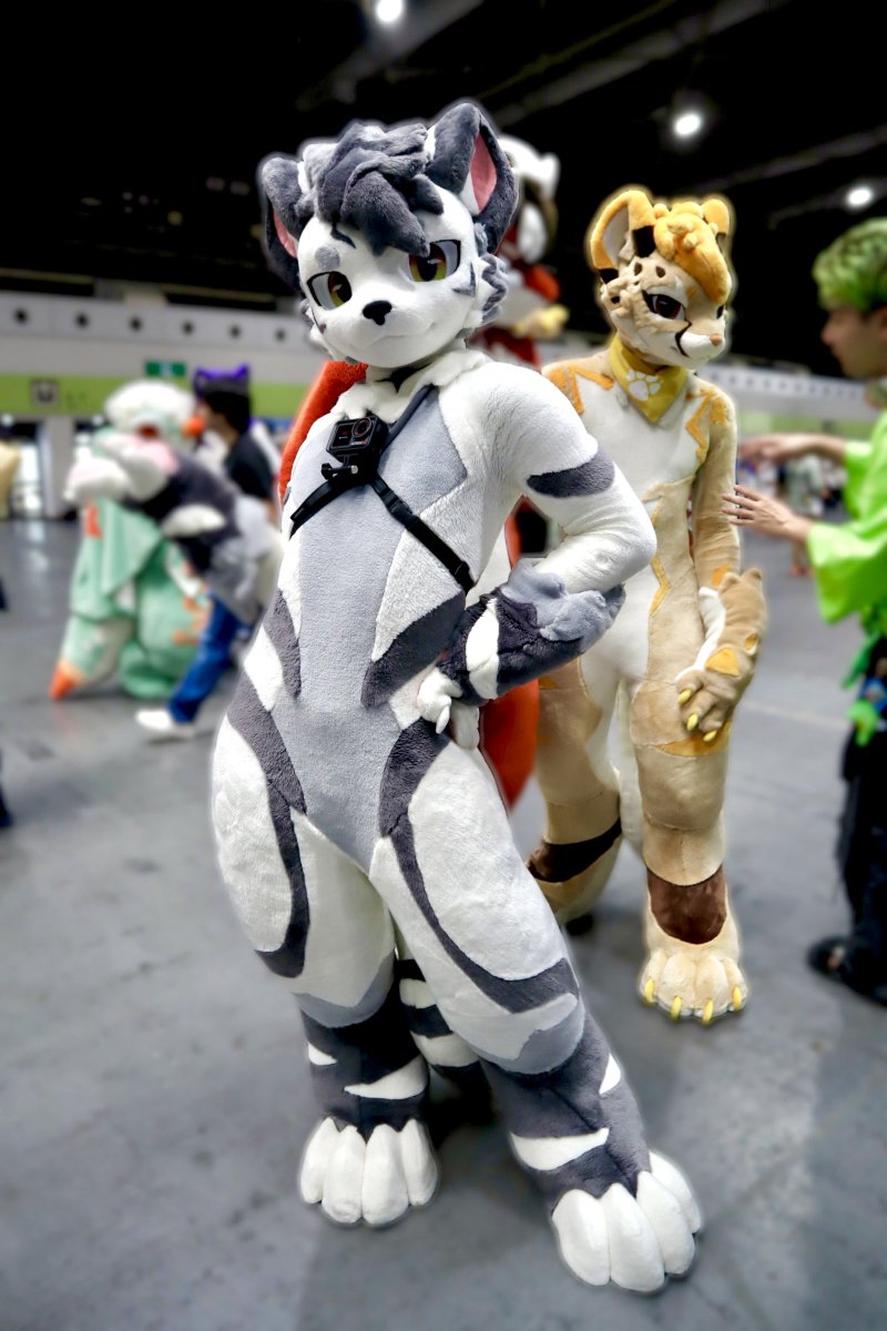 nkyn_P11's tweet photo. Furpolis Gintan

#银碳
#OFFF2026 https://t.co/46aORx4cRF