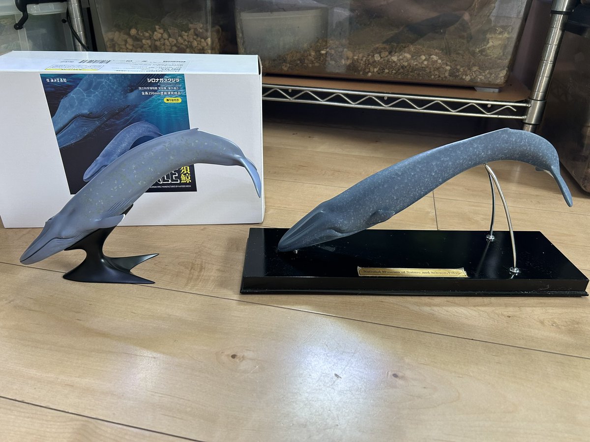 piccoro116's tweet photo. 娘と2人で科博へ。シロナガスクジラを購入してきた。ダーウィン展は後日息子と再度。 https://t.co/UEwzt7qxIt