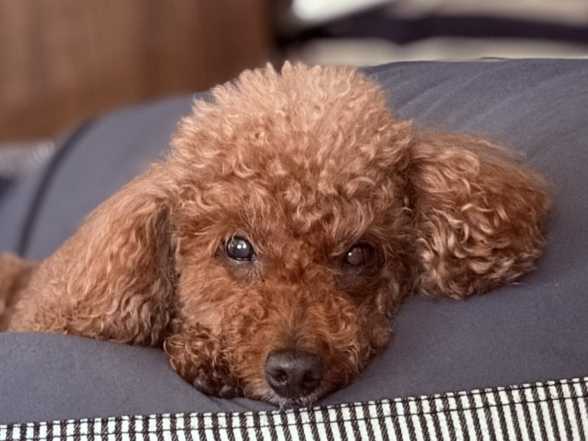 kendles427's tweet photo. 動物病院から「体重の増え方がおかしいので精密検査をします」と連絡が来た。大きな病気だったらどうしようかと生きた心地がしなかった。そしてさっき電話がかかってきた。
「精密検査の結��ですが……ただの肥満でした」
…涙と縮んだ寿命を返してほしい…でも笑顔で迎えに行ってきます。 https://t.co/xmzyKFV4eV