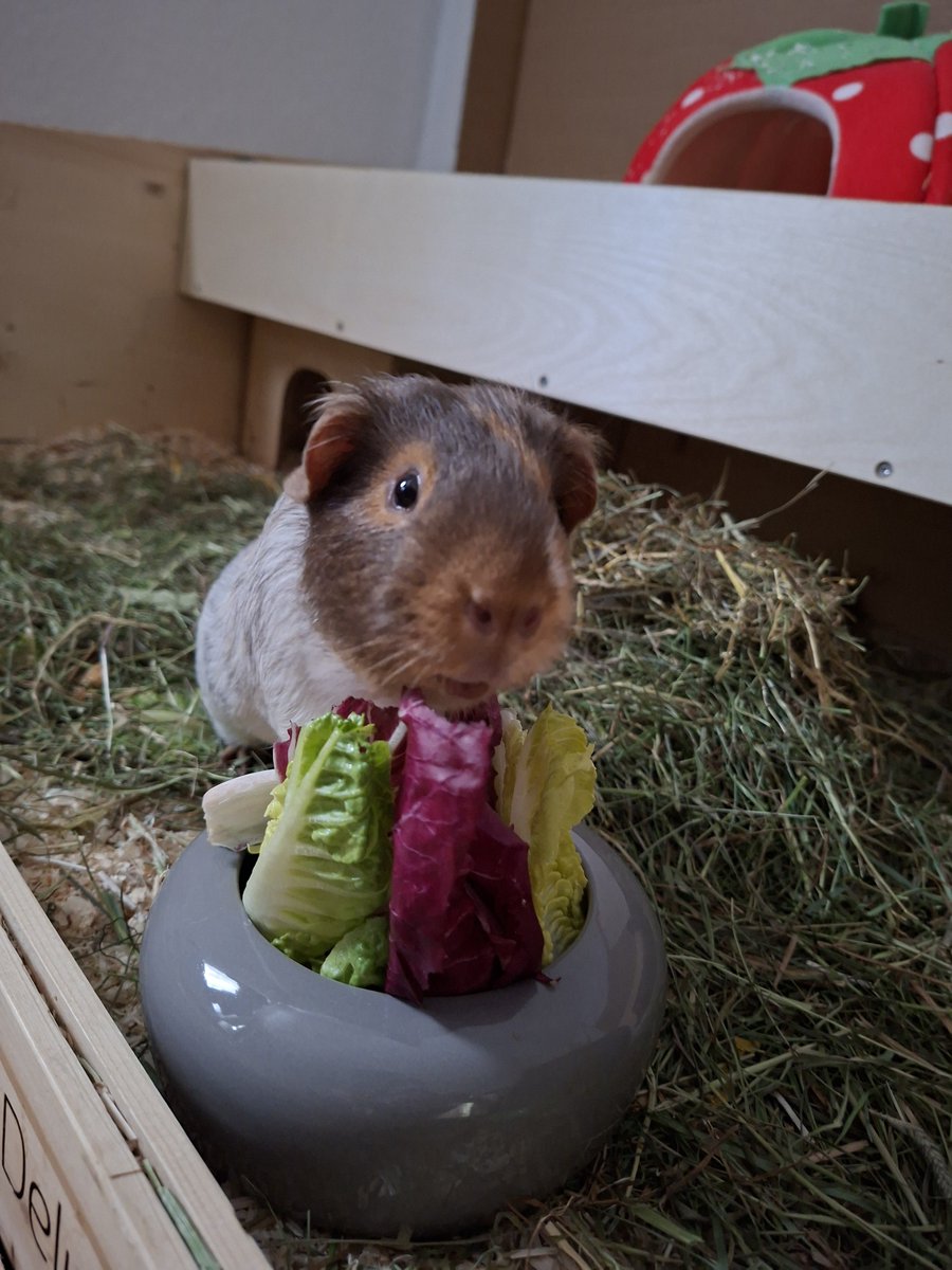 R3b3ll78's tweet photo. #Meerschweinchen#Guinea Pig https://t.co/Pg1yLDMQv8