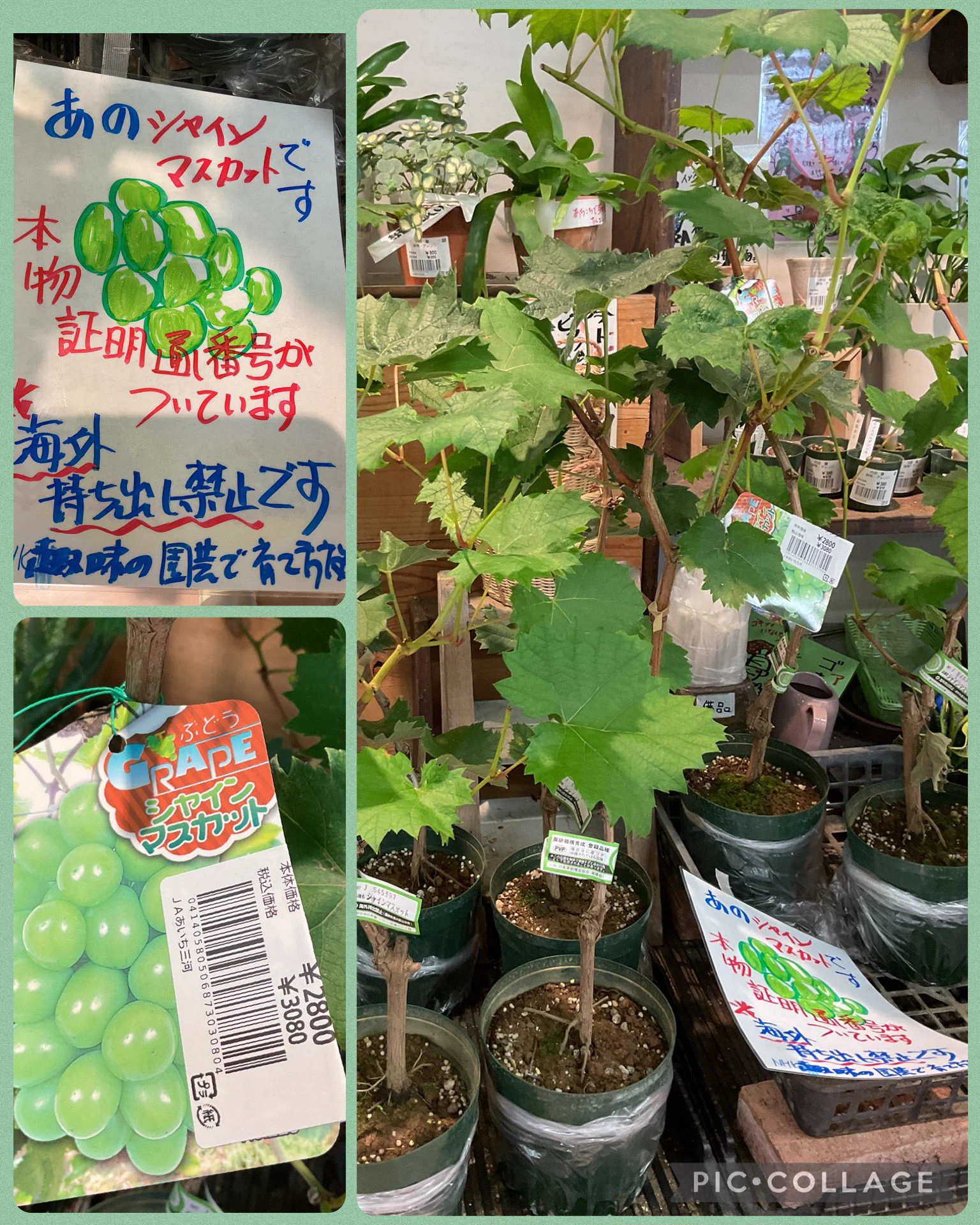 シャインマスカット 苗 pvp 許可証あり 苗フルーツ苗 自給自足してみませんか 道の駅 藤川宿 on X: 