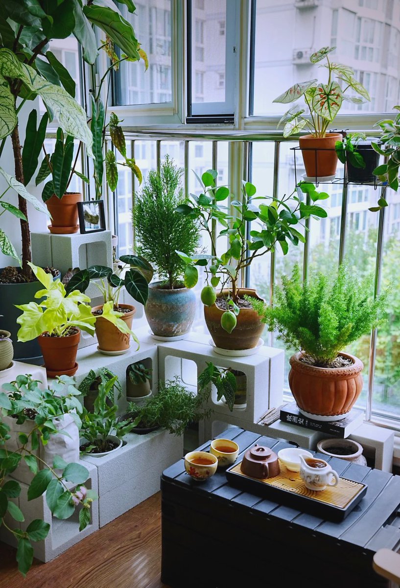 elvav403497's tweet photo. My tiny balcony now has fresh herbs—counted 6 basil leaves this morning! Cooking feels way cozier with something I grew myself. https://t.co/6Rtedzl1IK