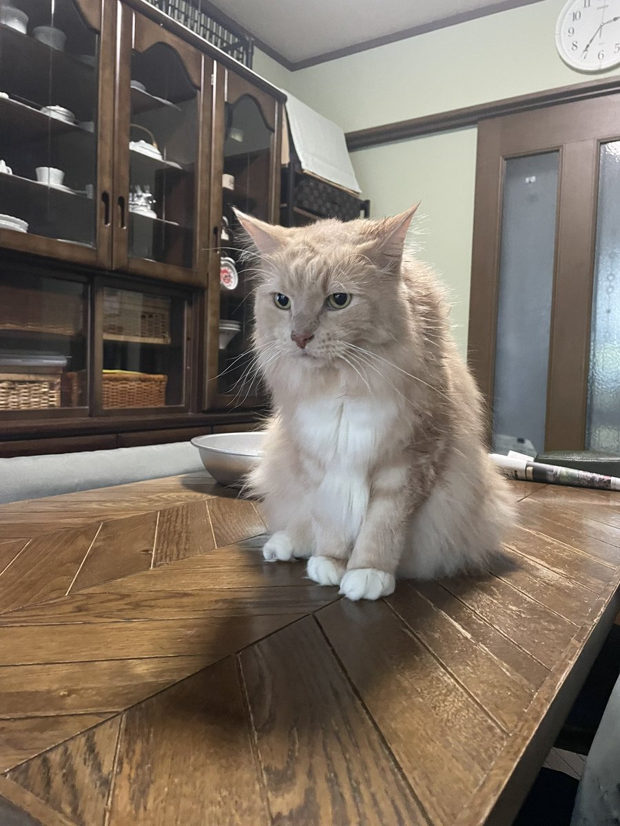 bballadd's tweet photo. 寝起きでボーッとしている猫
#猫好きさんと繋がりたい 
#寝起き https://t.co/8R9LVxkOcg