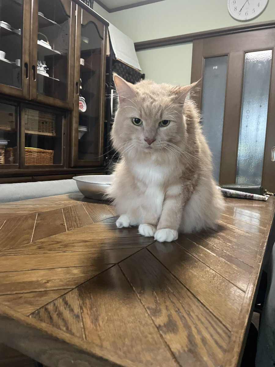 bballadd's tweet photo. 寝起きでボーッとしている猫
#猫好きさんと繋がりたい 
#寝起き https://t.co/8R9LVxkOcg