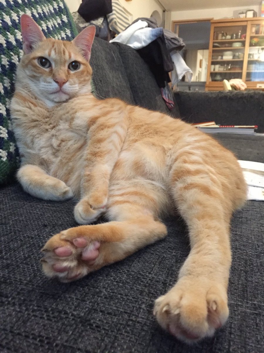 IFY785HS's tweet photo. 今朝、愛猫が亡くなった。20歳だった。甘えん坊で食いしん坊でおおらかな茶トラだった。4匹いたのに今日3匹目が亡くなってあと1匹。ペットが亡くなるたびこの身が引き裂かれる思いで、わたしの体はもう引き裂く場所がないので、これ以上ペットは飼わない。マロうちに来てくれてありがとう。またね… https://t.co/nXIBzc1mPD