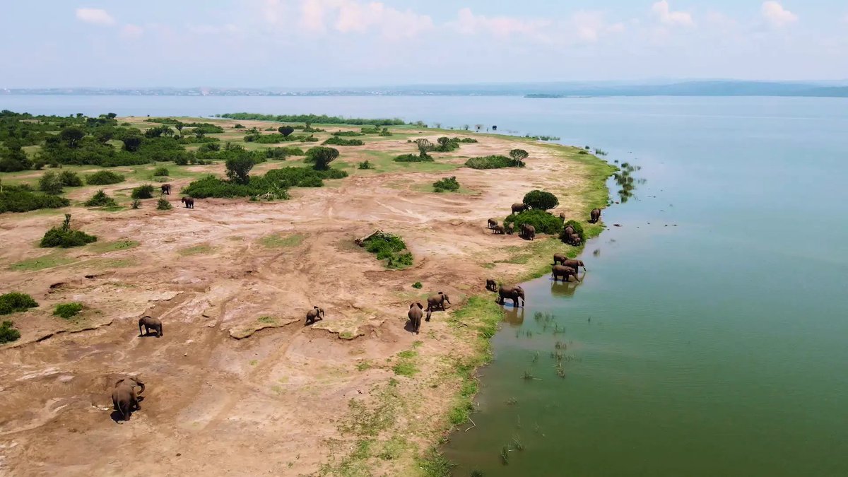 IremboAfrica's tweet photo. Where would you love to visit in Uganda? 

From gorilla trekking and wildlife safaris to breathtaking landscapes, cultural experiences, and unforgettable adventures—Uganda has it all.

Tell us your dream destinations, and let’s craft the perfect itinerary around your interests, time, and budget.

Your dream #Uganda #safari starts with us.

📞 +256 776 660 918
📧 Iremboafricasafaris@gmail.com
🌐 https://t.co/gpVEVEFNW6