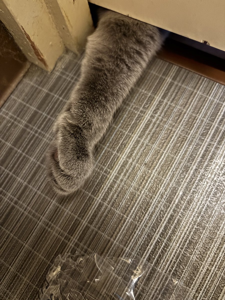 bessiegomame's tweet photo. トイレ休憩中に差し出されたお手手🖐️
爪切らせて…。
#猫好きな人と繋がりたい #猫の居る暮らし #シャルトリュー #ごま #catlovers #gato https://t.co/NfPPLoy0oj