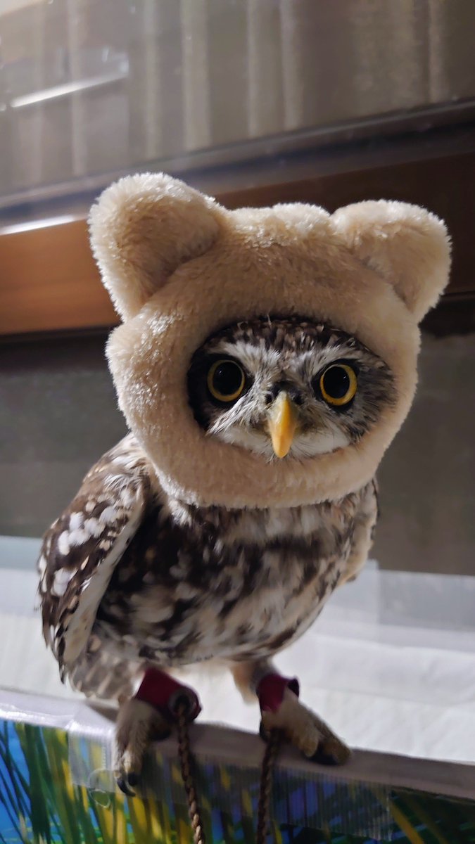 LittleOwl_Jerry's tweet photo. セリアのぬいプラス🧸
ちょうど良いサイズ✨ https://t.co/fqHfxDJeir