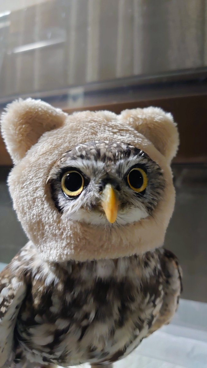 LittleOwl_Jerry's tweet photo. セリアのぬいプラス🧸
ちょうど良いサイズ✨ https://t.co/fqHfxDJeir