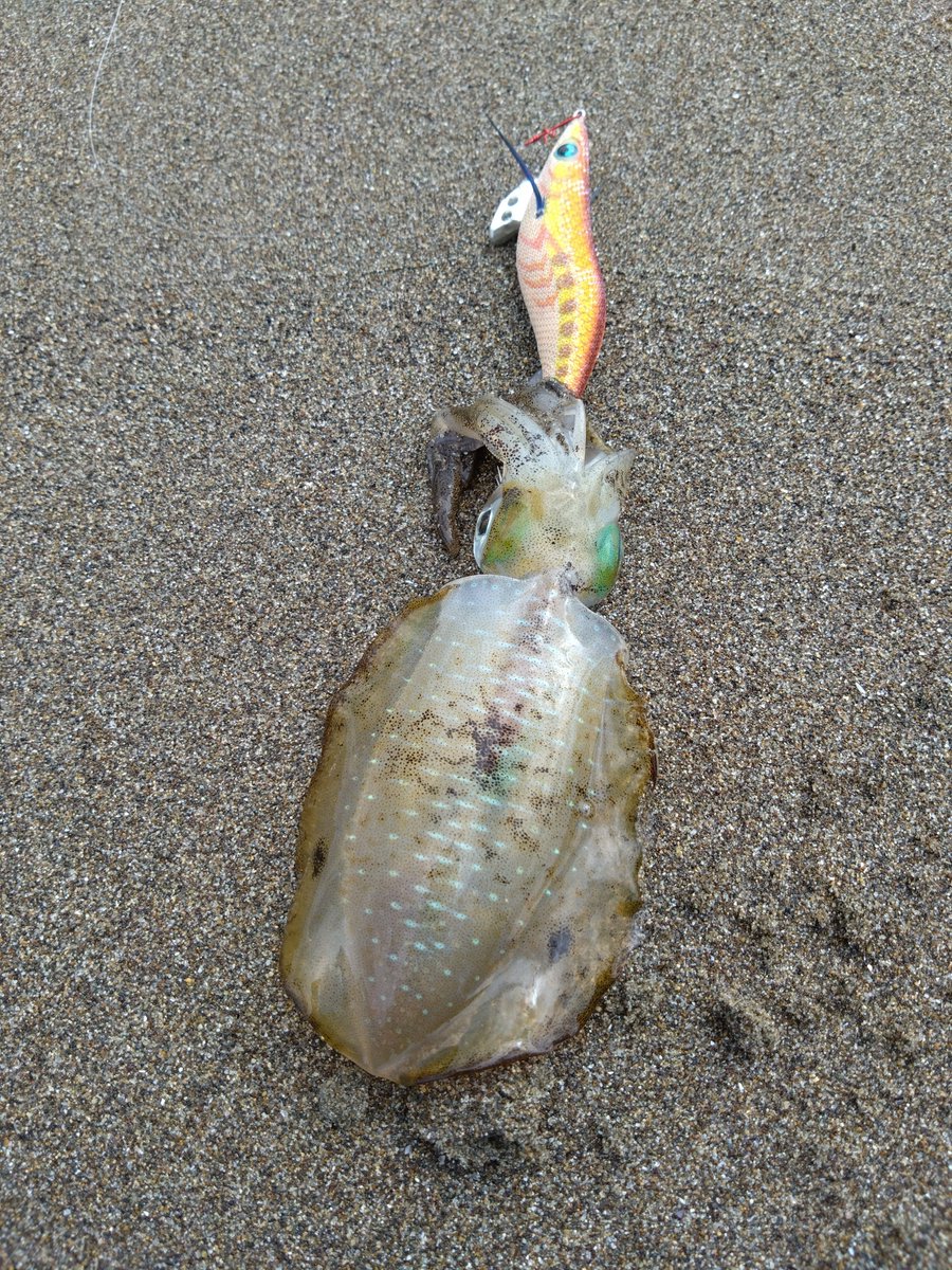 moheo640's tweet photo. 漁港のスミ跡にだまされ3時間粘ったものの釣れず…🤣

結局いつものサーフでやっと一杯😇 https://t.co/G4zoj6Kneh