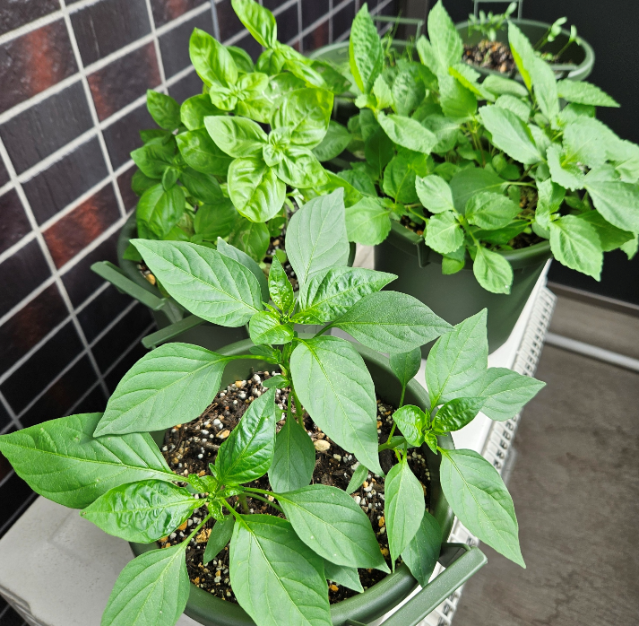josuijishinri's tweet photo. plant update! https://t.co/KKU78XcyXh