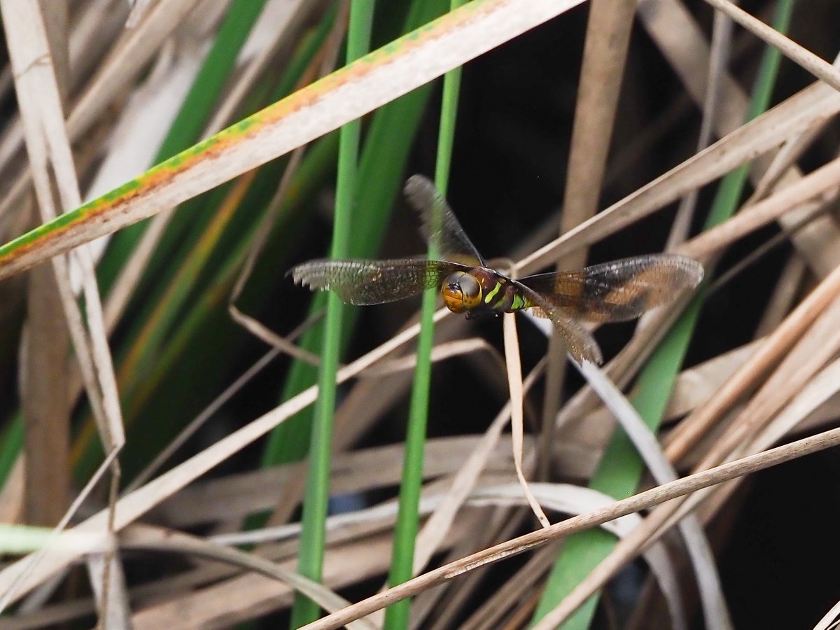 h_Seigo_Insect's tweet photo. 秋モードのマルタンヤンマ
1枚目の動画は後期発生ぽい個体。若々しかった https://t.co/vMecwVq0oU