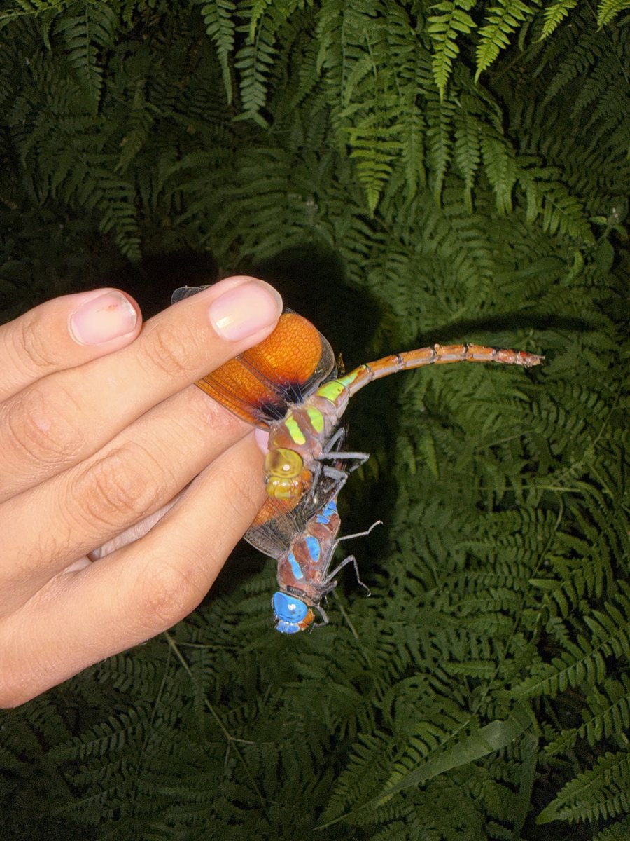 h_Seigo_Insect's tweet photo. 秋モードのマルタンヤンマ
1枚目の動画は後期発生ぽい個体。若々しかった https://t.co/vMecwVq0oU