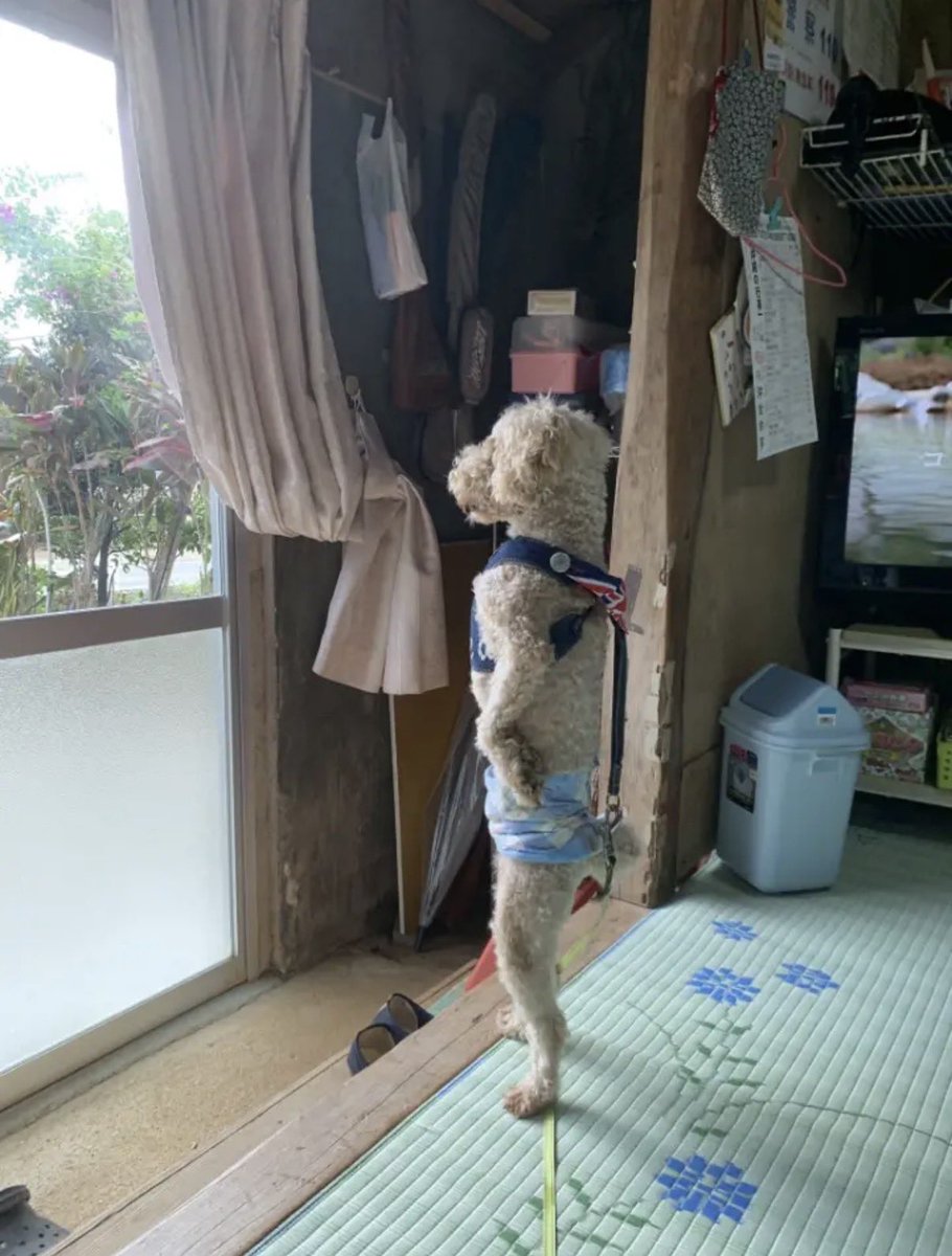 fuma_ten's tweet photo. うちの犬の姿勢がきれいすぎる https://t.co/YANnYxPczR