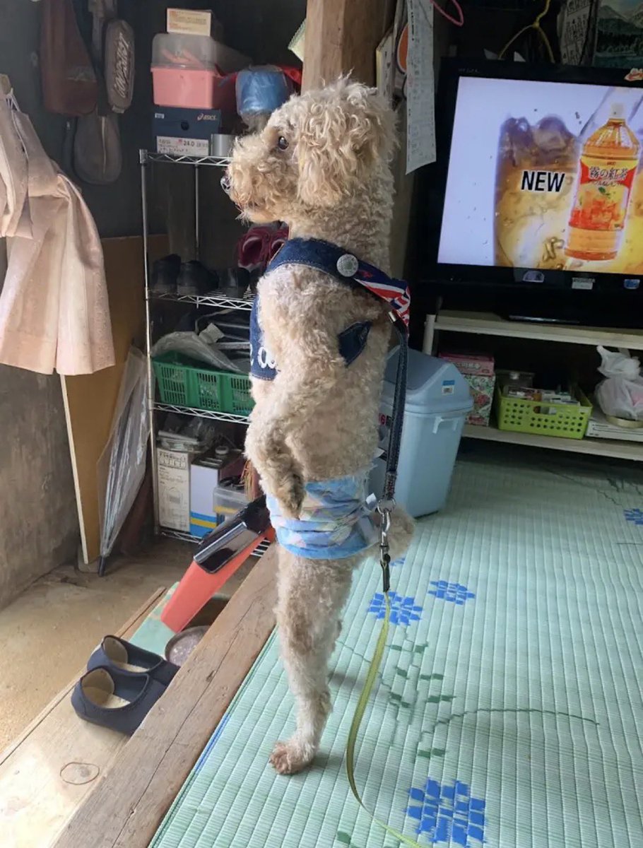 fuma_ten's tweet photo. うちの犬の姿勢がきれいすぎる https://t.co/YANnYxPczR