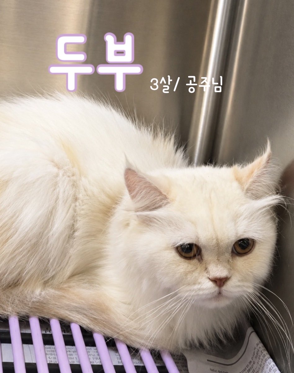 dang_nyangee's tweet photo. 두부의 임보/입양처를 찾아요🙏🏻
병원에 오래 머물 수 없어요😭
https://t.co/qjkP6ziTXZ https://t.co/NBIxpRNab7