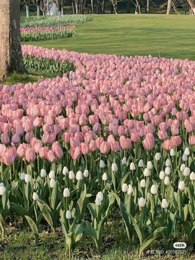 lunecrumbss's tweet photo. tulips field🌷 https://t.co/Ng5rNp56PB