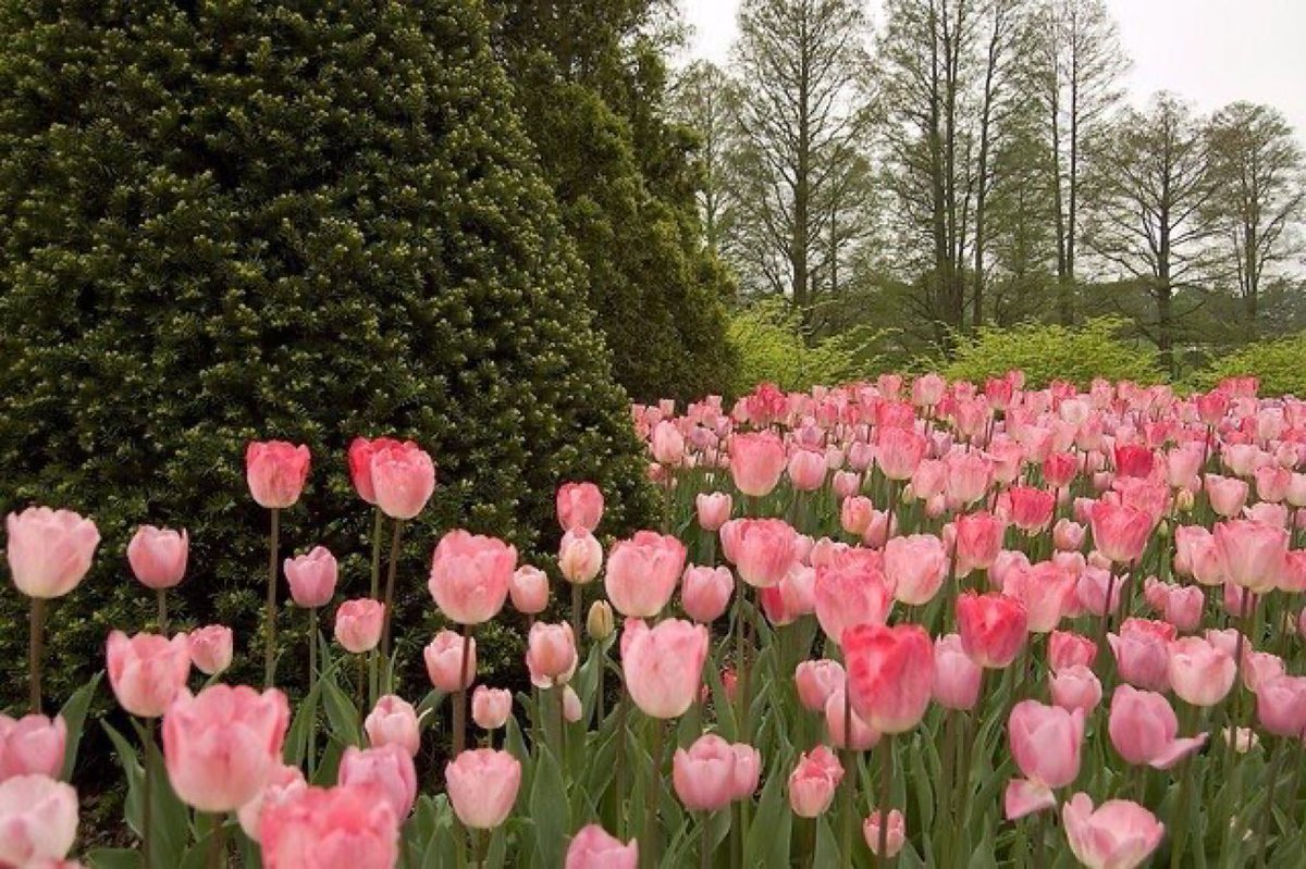 lunecrumbss's tweet photo. tulips field🌷 https://t.co/Ng5rNp56PB