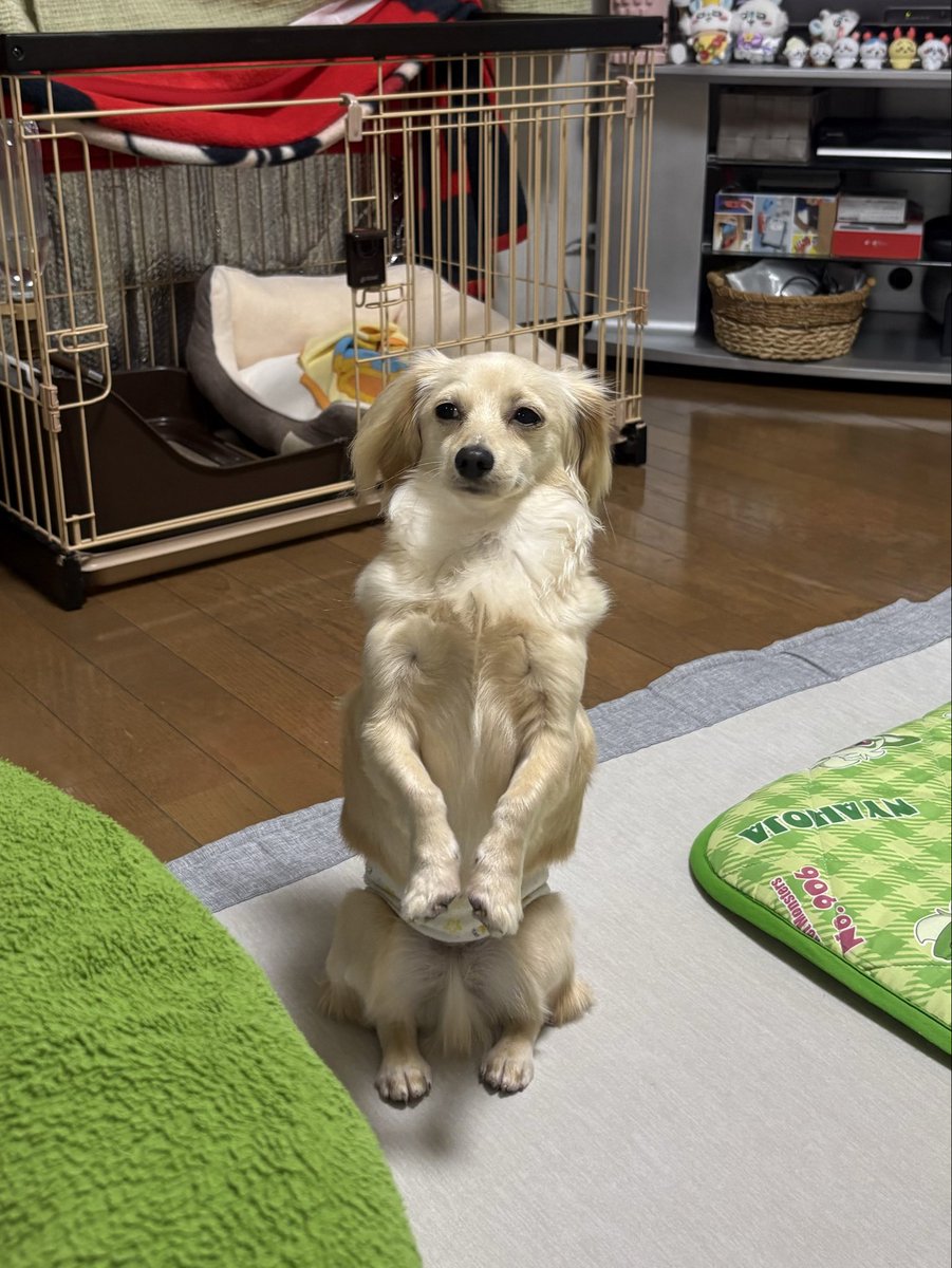 momo_spl2004's tweet photo. カンガルーですか？🦘
それともミーアキャット？

 #犬のいる暮らし https://t.co/MorxQ51gHz