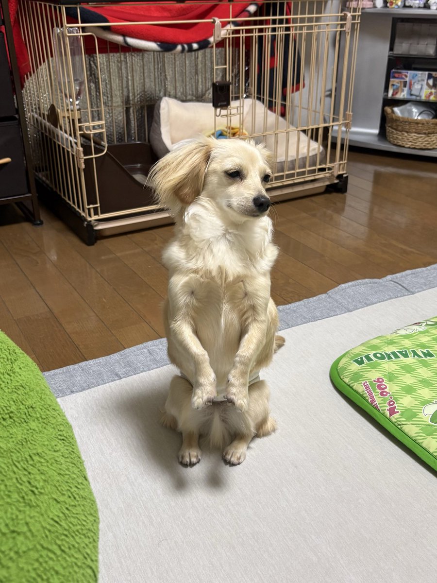 momo_spl2004's tweet photo. カンガルーですか？🦘
それともミーアキャット？

 #犬のいる暮らし https://t.co/MorxQ51gHz