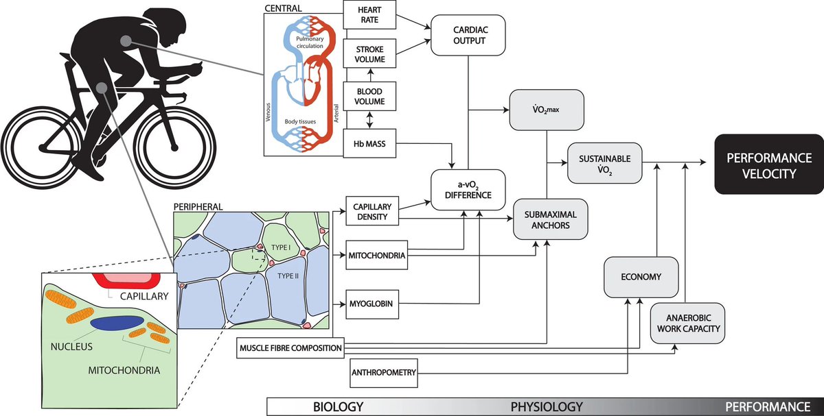 BlueSpotScience's tweet photo. Citius, Maius, Melius: Mitochondria &amp; Endurance Performance 
https://t.co/k95ZhPpBly
In this  review, we examine the role of mitochondria in endurance performance https://t.co/5a2FwXY1fZ