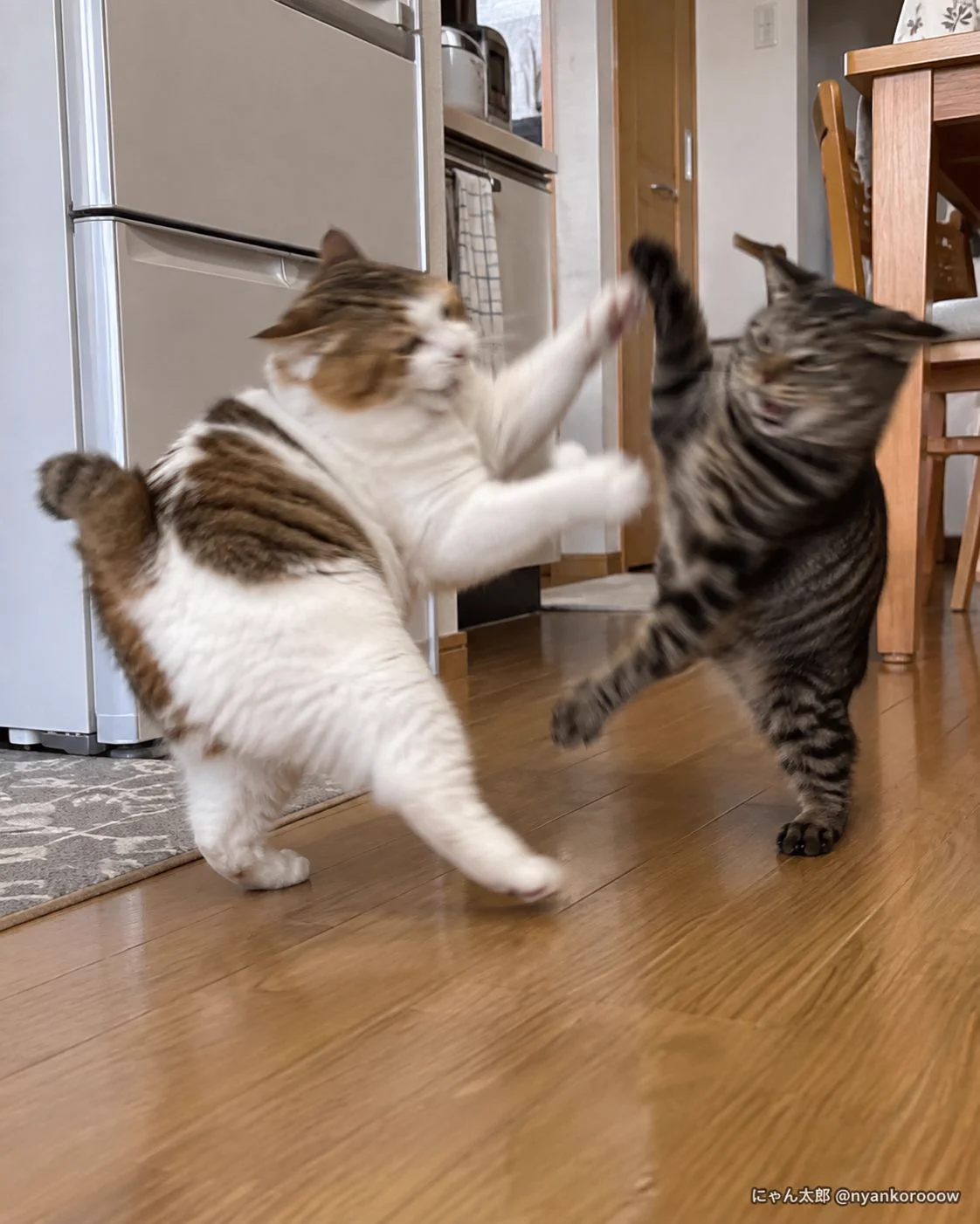 にゃん太郎｜猫画像｜Funny Cats on X: 
