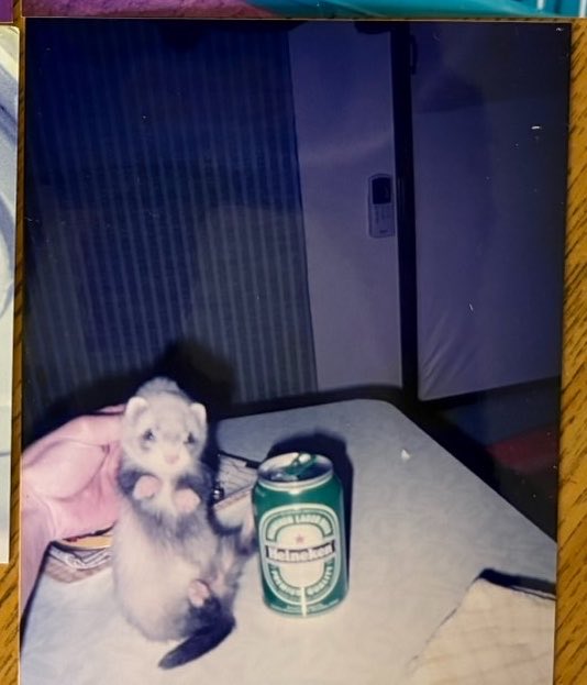 sunsun_0616's tweet photo. 生後２ヶ月のフェレット！今じゃ２ヶ月の子飼うなんてありえんけど缶と同じサイズ感ってヤバくないか？かわええ🥺💕 https://t.co/5chBJ7OKaC