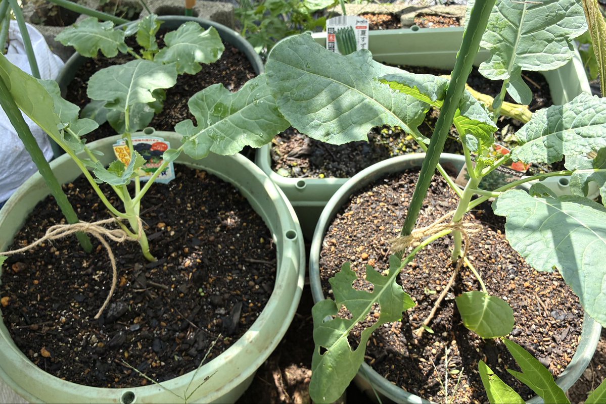 ZAPAznc4's tweet photo. ブロッコリーの苗を植えてから10日。活着して少し大きくなった。天気は悪いし風も強いしで、支柱を刺しておいた。ちょっとキツくなってた。ブロッコリーはとにかくデカい葉っぱを作ることが肝心。あとは光合成して成長するのを待つだけ。 https://t.co/NI24b6NQSi
