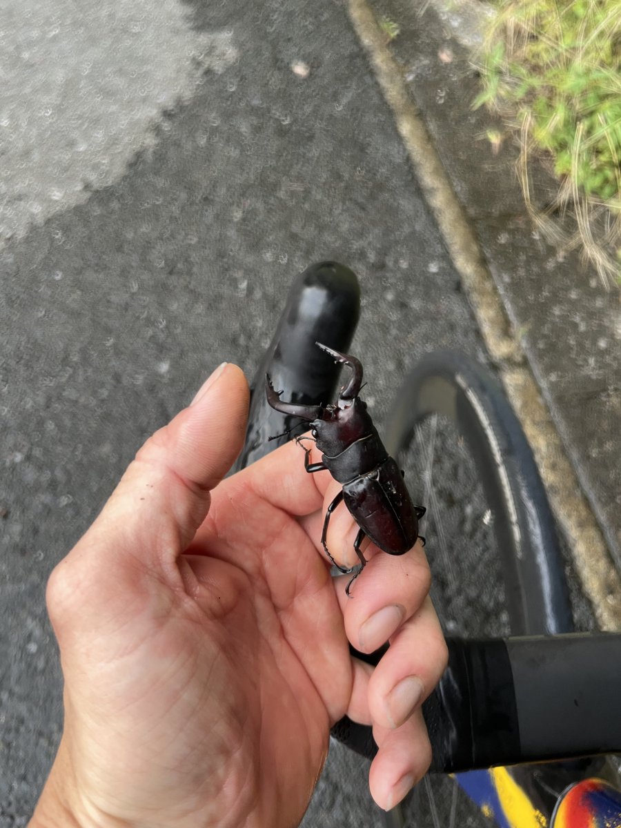 yo_kohei's tweet photo. 峠を上ってたら道路横断して反対の森へ行こうとしており、車に潰されそうだったので捕まえて森の方に移動させておいた。
背中はボロボロだが立派なミヤマだった。
強く生きろよ。 https://t.co/fUrgiZgPGw
