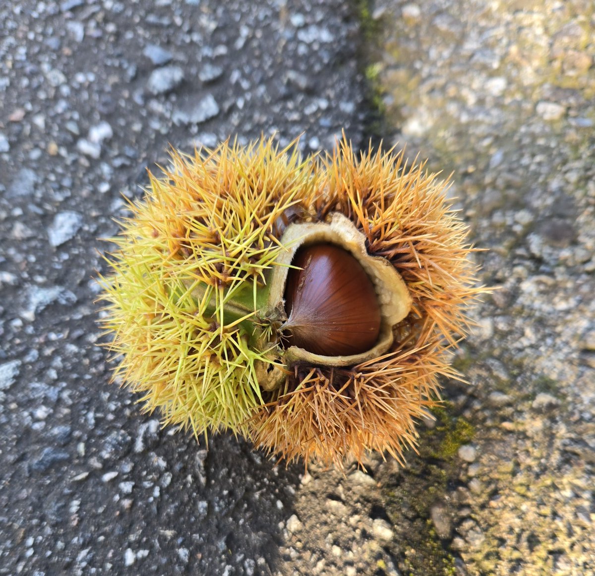 EmEmEmEmi8's tweet photo. 秋の気配🌰 https://t.co/vUBzn8rnLK