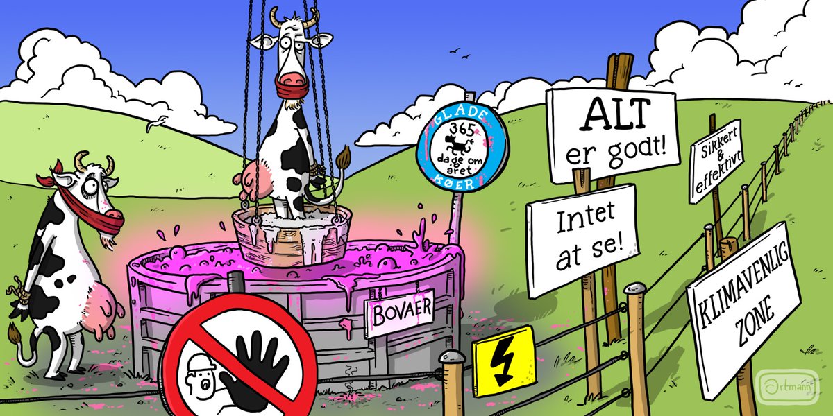 Jenbas1's tweet photo. Hvis du - som mange andre gør - går og venter på en politisk udmelding, der sørger for, at den statsbeordrede dyremishandling i form af det metanreducerende 'vidundermiddel' Bovaer, naturligvis ikke igen skal tvinges i køerne i Danmark, ser det ud til, at du venter forgæves. Vi skal efter alt at dømme på den igen. Fortsat som det eneste land i verden.
Vi bevidnede sidste efterår en regulær dyrevelfærdskatastrofe, men vi gør det da bare igen.
Årets sidste 80 dage nærmer sig, og når de ’gode tilbud’ på smør og fløde rammer til december, bliver det produkter, der indeholder masser af NOPA, som er det ene affaldsstof, som vi med sikkerhed ved, at Bovaer efterlader i danskernes fødevarer. Der kan sagtens være andre ’overraskelser’ til os, men fx Forbrugerrådet Tænk nægter at undersøge Bovaer-mælken, fordi EFSA jo har stemplet det ”sikkert og effektivt”.
Men NOPA kender vi – og det kender vi vel at mærke uden, at ET eneste etableret dansk medie har informeret danskerne om, at det middel, der i efteråret 2025 gav køerne smertefulde hævelser, voldsom diarré, feber, diffuse sygdomme og en enorm mistrivsel over hele linjen, har den sidegevinst, at den efterlader affaldsstoffer i danskernes fødevarer.
Køerne kollapsede og døde sidste efterår. Kalvene blev syge af Bovaer-mælken.
Det må være svært for DSM-Firmenich (virksomheden bag Bovaer, red.) at tro på deres held. Deres kemiske middel skabte en flodbølge af sygdom, død og ulykke, men Danmark vil have mere.
Måske derfor indsætter DSM nu et ”beredskabsteam”, der ifølge DSM er ”uafhængigt”. Det team skal kunne rejse rundt på gårde, hvor danske mælkebønder oplever, at Bovaer giver problemer, og så skal ’beredskabsteamet’ udfærdige en ’uafhængig rapport’, som selvfølgelig bliver betalt af DSM-Firmenich.
Sikke spændende den rapport bliver, hva’? Gad vide, hvad den mon kommer til at konkludere?
Nå, men spænd sikkerhedsselen.
Lige om lidt skal køerne ind i stalden. Må ikke komme ud. Så skal de æde Bovaer. Og uanset om 9 ud af 10 landmænd kommer til at melde om (mere) sygdom, ulykke og død, betyder det intet.
På papiret reducerer vi jo køernes metan-udslip med 8 procent. Det er vel nok ’grønt’, hva’?
Så må vi leve med dyremishandling af køer og kalve og forurenede fødevarer – spøjst nok netop de fødevarer, der er steget allermest i pris i Danmark over de senere år.
Men til jul kommer der nok gode tilbud.
Velbekomme.