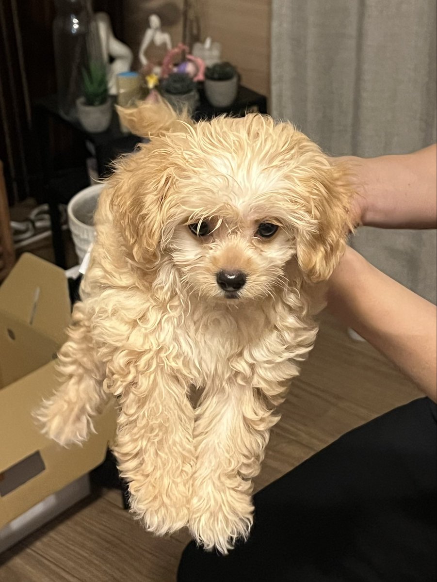 wow_prr's tweet photo. おしりを拭かれ、瞳の輝きを失う犬 https://t.co/Oysq31HVZn