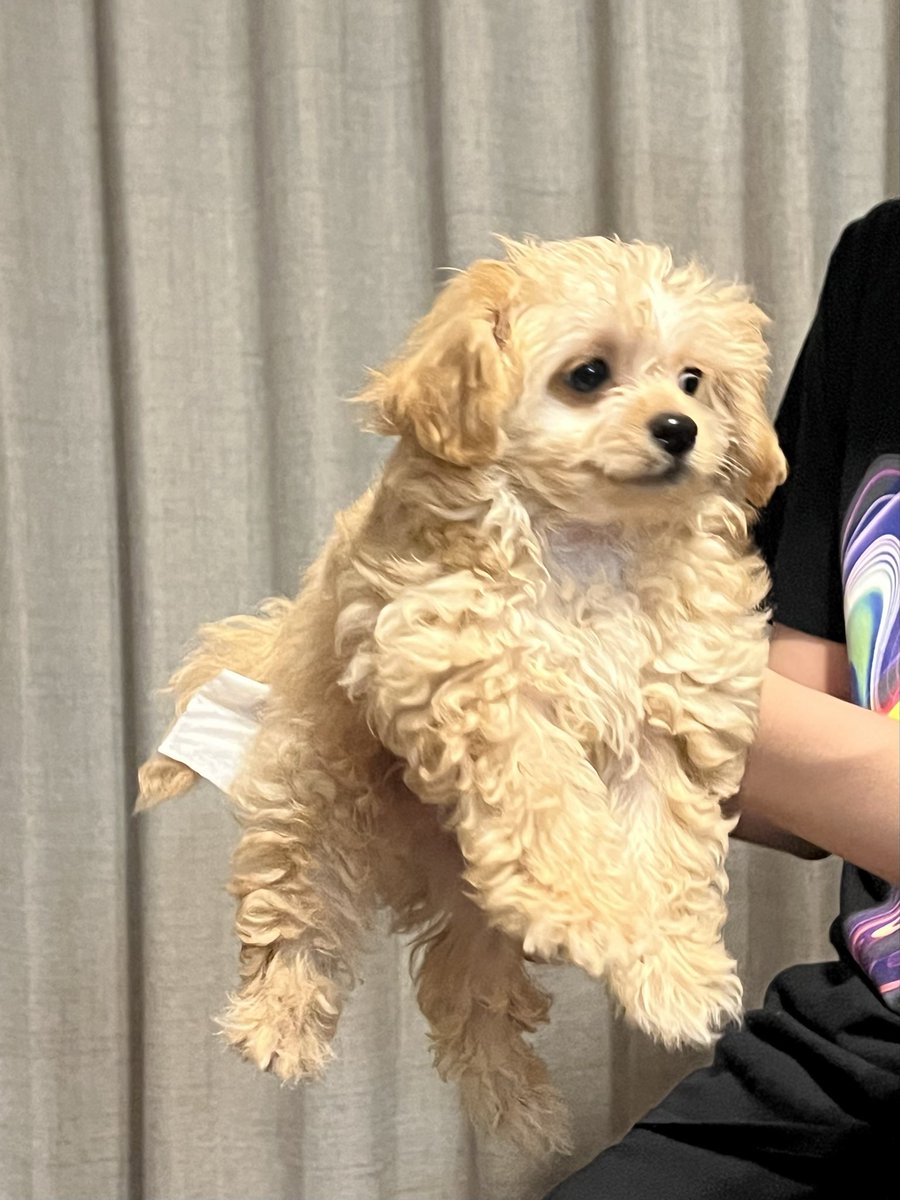 wow_prr's tweet photo. おしりを拭かれ、瞳の輝きを失う犬 https://t.co/Oysq31HVZn