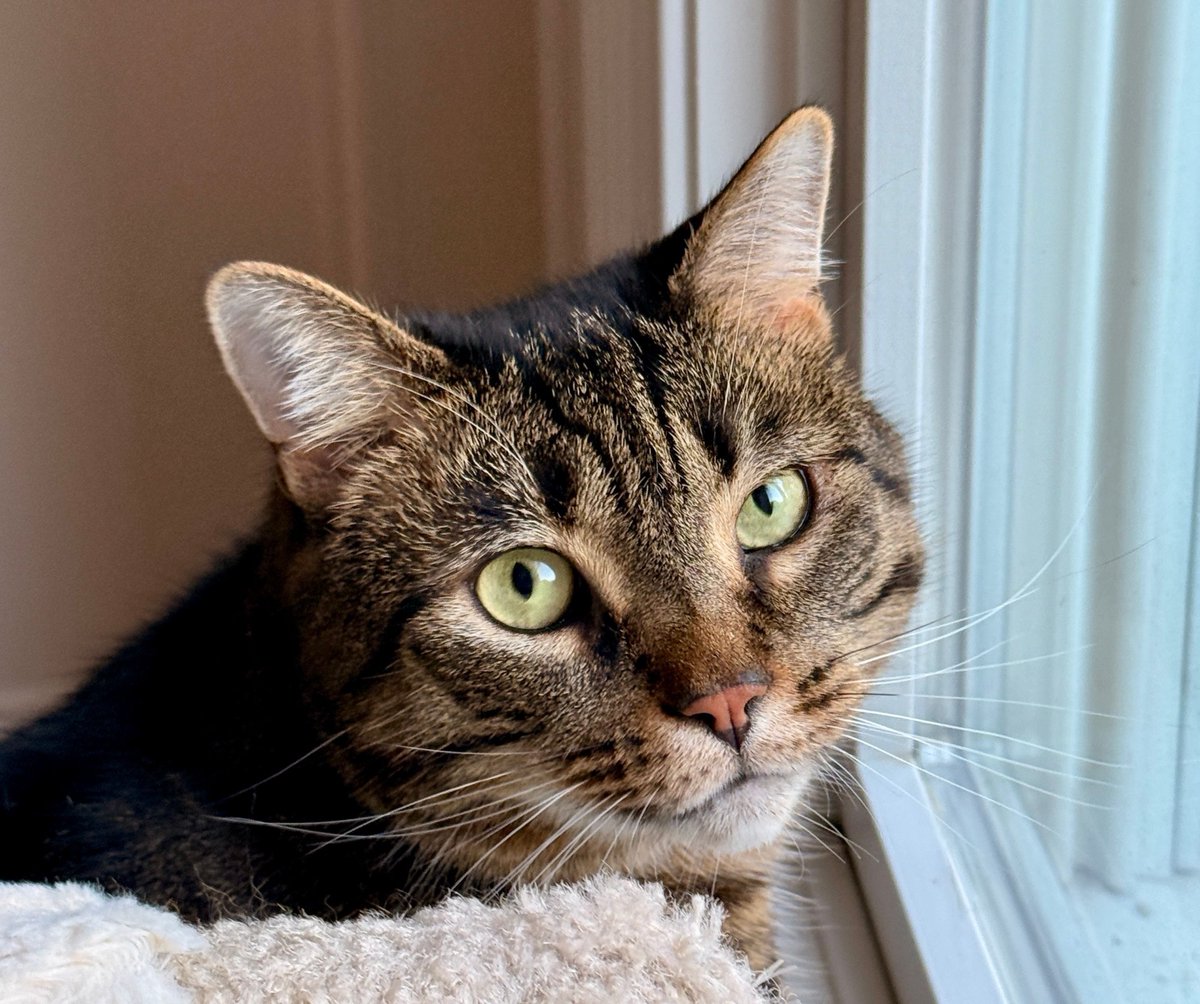 MissyBBBobtail's tweet photo. I love that cat people love every cat.
I love your cat. 
You love my cat.
Every cat is perfect. https://t.co/UoAEBnf1AI