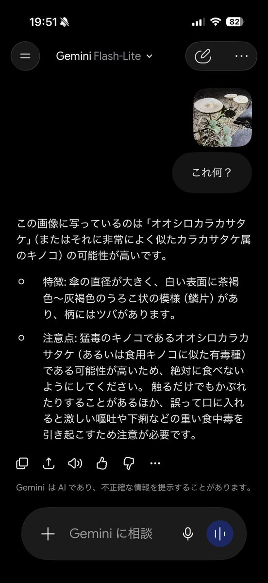 Ridiy80's tweet photo. 犬の散歩してたらキノコが生えてた
何のキノコかGeminiに聞いたら
猛毒のキノコですって…
触ってもダメとの事
普通にこういうの生えてるのね https://t.co/bTbXJ4K5j4
