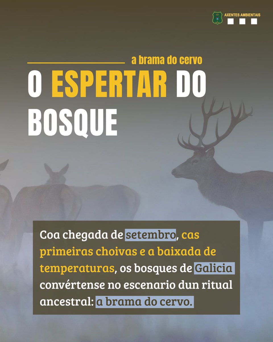 APRAFOGA's tweet photo. A natureza galega convértese no escenario dun ritual ancestral coa chegada do outono. Descubre o ciclo reprodutivo do cervo, onde habita e como gozar deste espectáculo único de forma respectuosa. Non perdas detalle! https://t.co/WMj7A3u4CQ