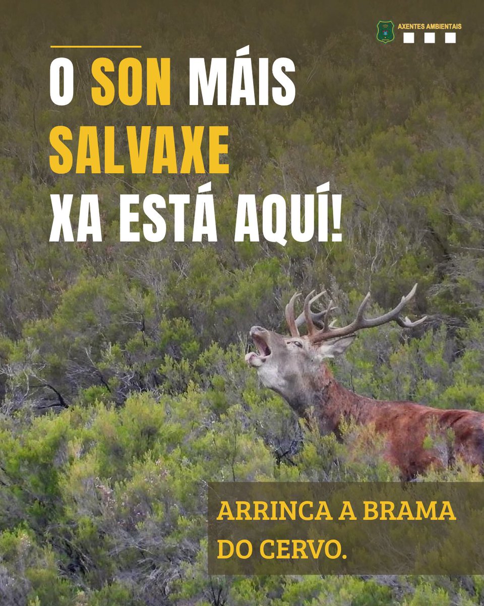 APRAFOGA's tweet photo. A natureza galega convértese no escenario dun ritual ancestral coa chegada do outono. Descubre o ciclo reprodutivo do cervo, onde habita e como gozar deste espectáculo único de forma respectuosa. Non perdas detalle! https://t.co/WMj7A3u4CQ