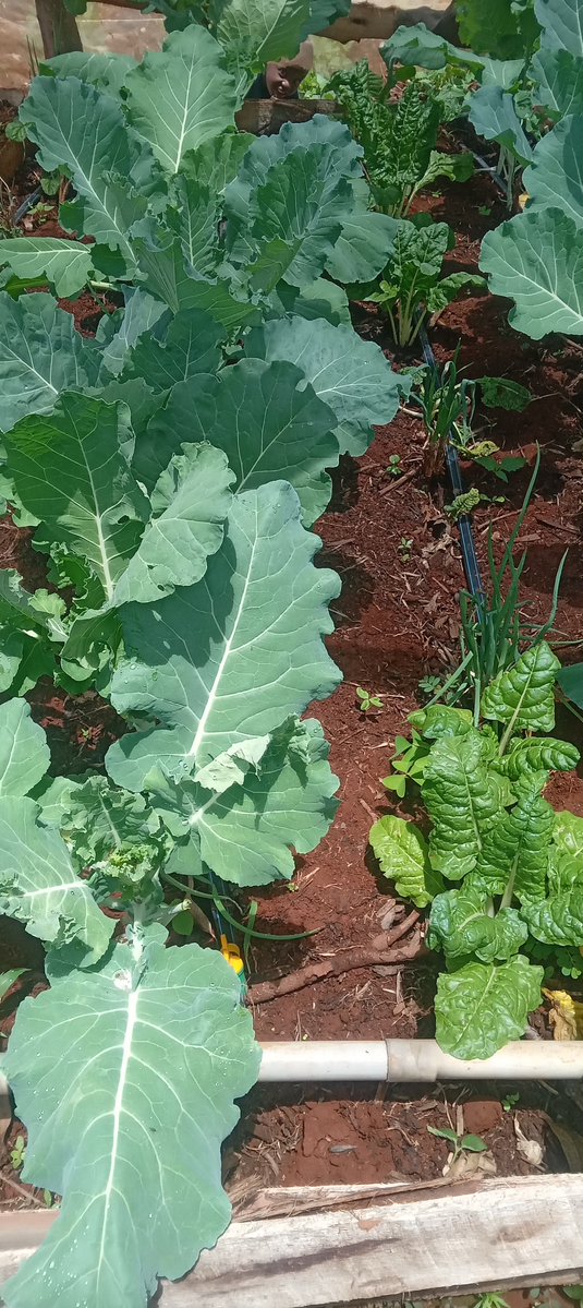 cbeekeeping's tweet photo. Do you remember my wiered project.. Hugelkultur Raised Bed? 

I completed it and planted veges. 

See how good the veges feel? 

I think it was a worthwhile project. https://t.co/0otSUHO5hC
