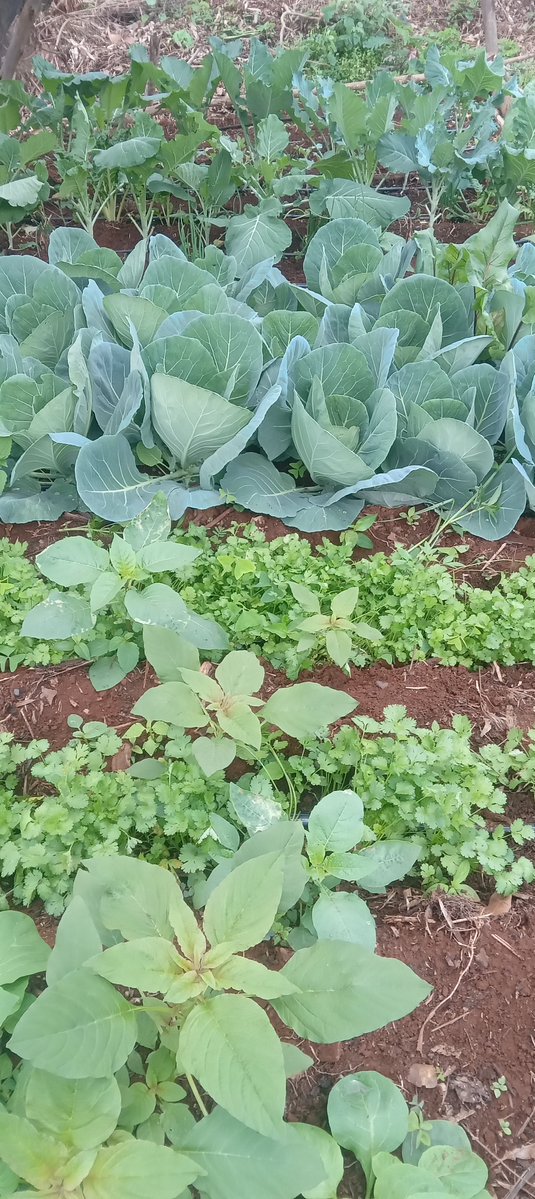 cbeekeeping's tweet photo. Do you remember my wiered project.. Hugelkultur Raised Bed? 

I completed it and planted veges. 

See how good the veges feel? 

I think it was a worthwhile project. https://t.co/0otSUHO5hC
