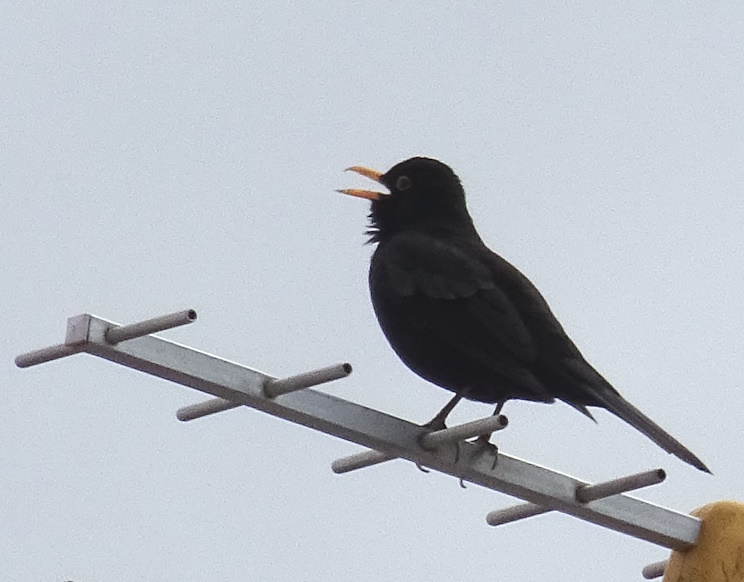Pacopelegrina2's tweet photo. A falta de despertador este te despierta con la luz del día...
Mirlo (Turdus merula)
#mirlo #turdusmerula https://t.co/jn3tV6MqXB