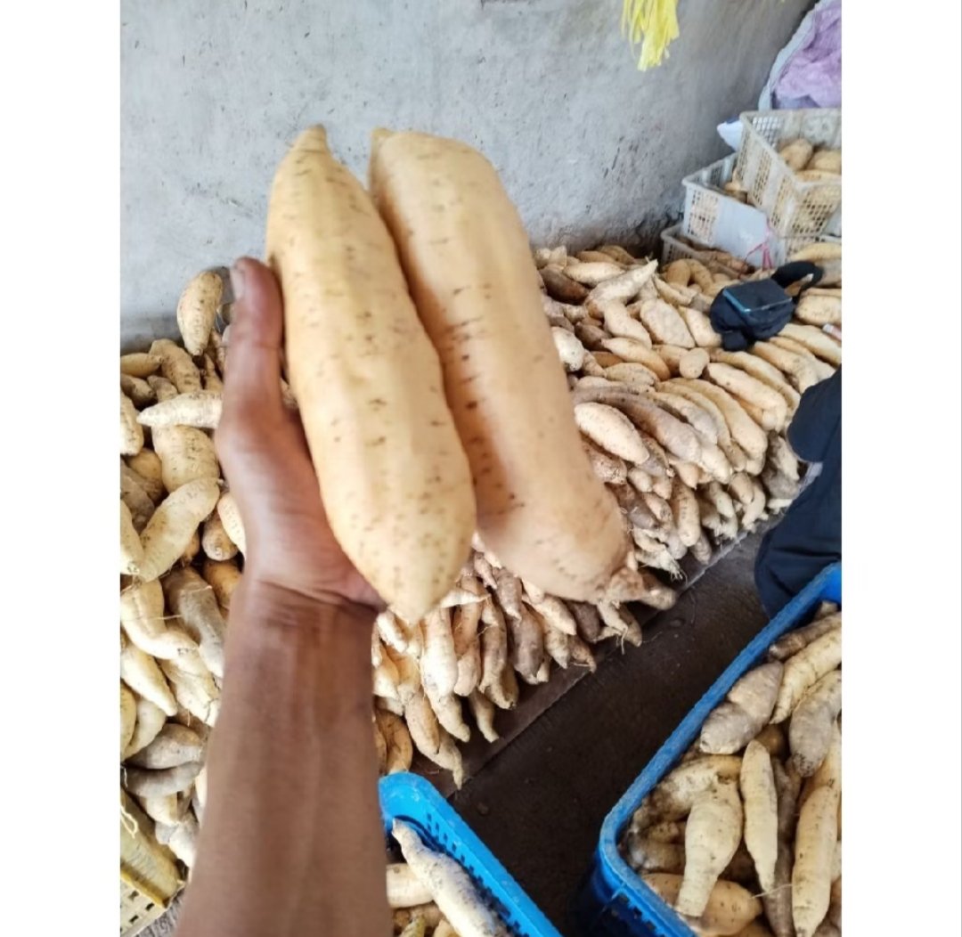 tyachoi_'s tweet photo. Langganan aku beli ubi madu cilembu di shopee😍
Meski ukuran kecil, tapi pas dateng udah dalam keadaan bersih😍✨

#ubimaducilembu #ubicilembu
#zonauang #shopee #shopeeaffiliate 
https://t.co/fXlJmLmhlQ https://t.co/1pFddMcGXQ