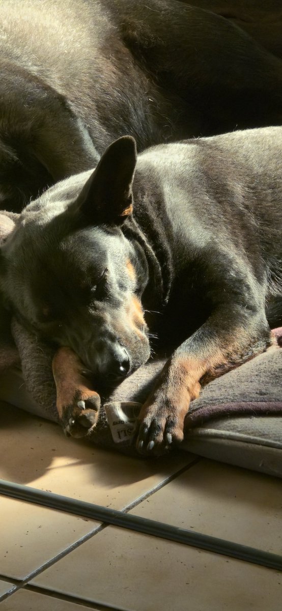 HenniesComputer's tweet photo. CutyPie!
#dogs #pets https://t.co/Ah4h1UcA6n