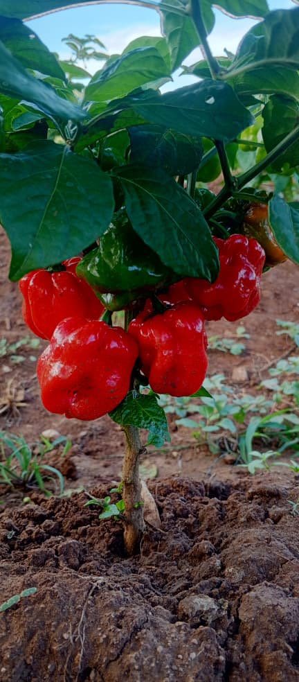 ElNacionalWeb's tweet photo. #13Sep | 🌶️🇻🇪 El ají margariteño tiene una protección que reconoce su identidad y origen, pero enfrenta un desafío que amenaza su futuro: la falta de agua. A dos años de obtener la Indicación Geográfica Protegida, los productores todavía luchan por llevar el cultivo a una escala que permita abastecer el mercado nacional y conquistar mercados internacionales.

🌱 El producto, considerado el primer ají venezolano protegido bajo esta figura, conserva características vinculadas al territorio, las semillas y el conocimiento agrícola de generaciones. Sin embargo, la producción se ha reducido y los agricultores no pueden garantizar los volúmenes necesarios para responder a pedidos internacionales.

✍ @karemwithanem 
📸 Larry Linares / Moi Gourmet 

🔗 Más detalles en nuestra web https://t.co/4F5GX9TMmw