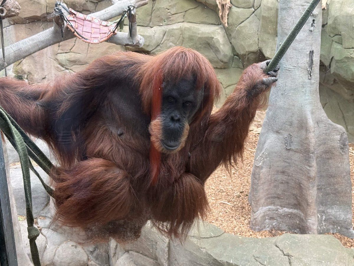 PhilWeeks79's tweet photo. Had an amazing few days at @chesterzoo showing off @PlanetZooGame. Of course, it wouldn't have been a zoo trip without some animals too!!! Was great to meet everyone and thank you to the Chester Zoo staff for being so welcoming and passionate about conservation, was SO inspiring! https://t.co/DGoqi23zDc