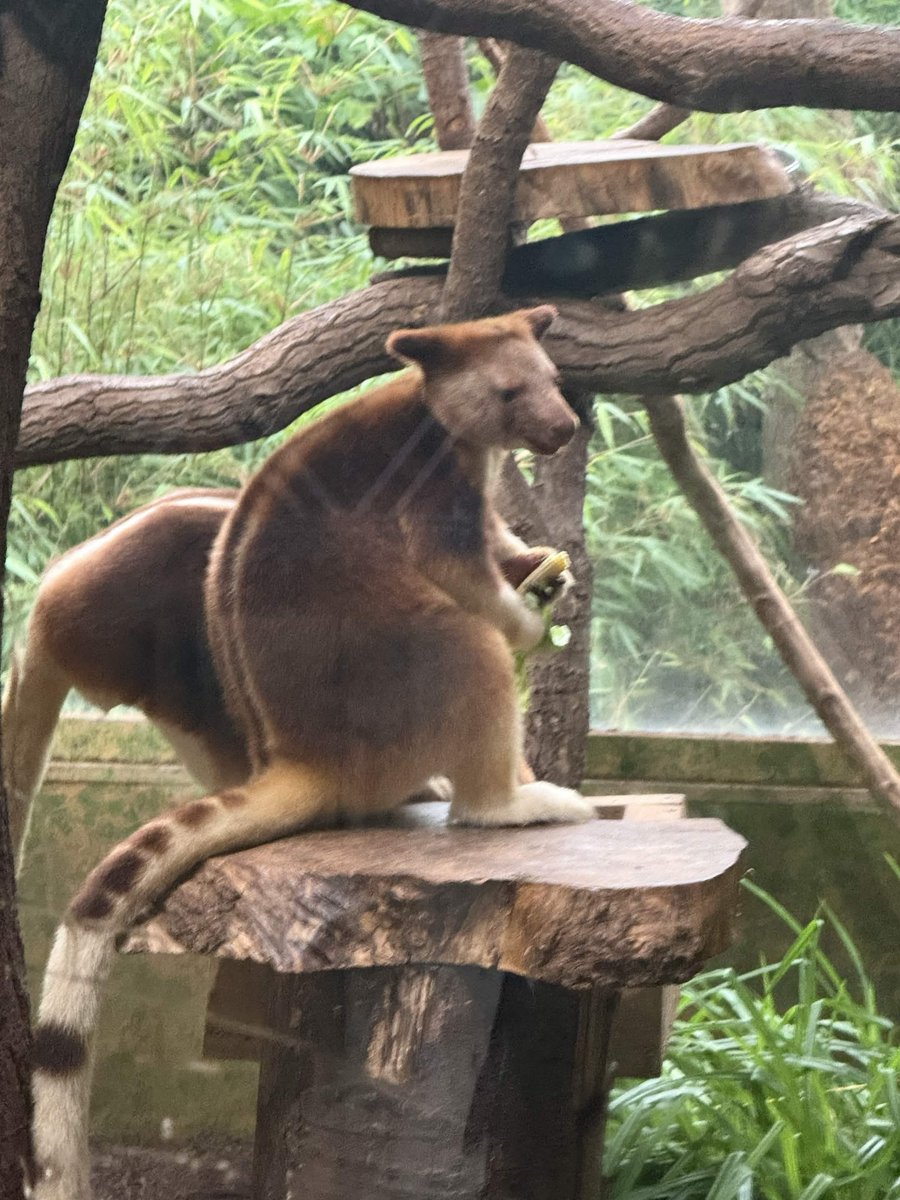 PhilWeeks79's tweet photo. Had an amazing few days at @chesterzoo showing off @PlanetZooGame. Of course, it wouldn't have been a zoo trip without some animals too!!! Was great to meet everyone and thank you to the Chester Zoo staff for being so welcoming and passionate about conservation, was SO inspiring! https://t.co/DGoqi23zDc