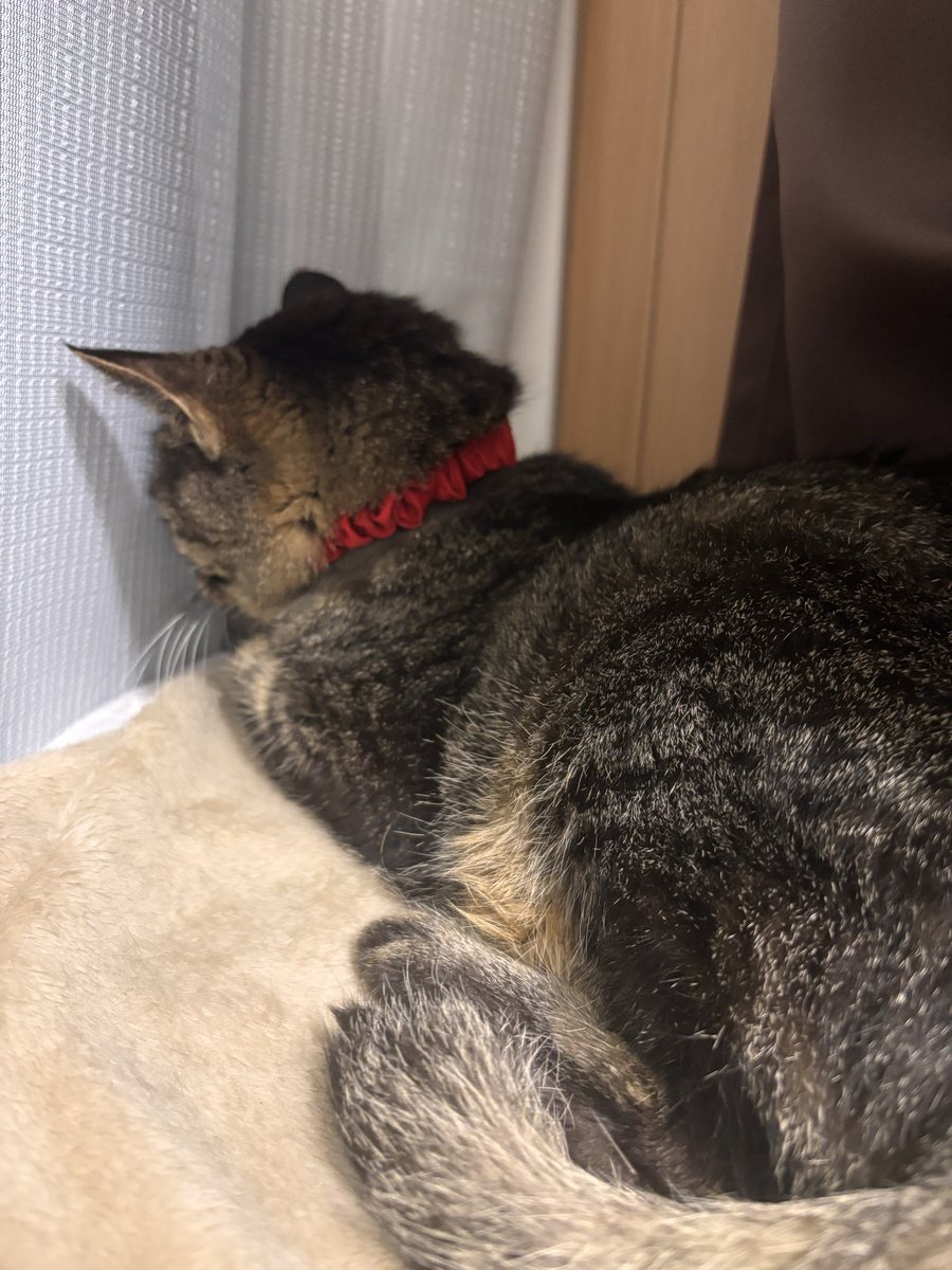 tanuki_mainichi's tweet photo. まだ体力回復のために寝てる時間が多く眠そ〜なお顔しか撮れません🤣
今日も術後の回復頑張ってます💪

大好きなカリカリが解禁されて、食欲は出てきました🍚
下痢も少し解消されてきてます☺️
ずっと流動食で辛かったよね😭

ステロイド再開に向けて、たくさん食べてたくさん寝て体力戻そうね😴 https://t.co/nM0DAC6dE5