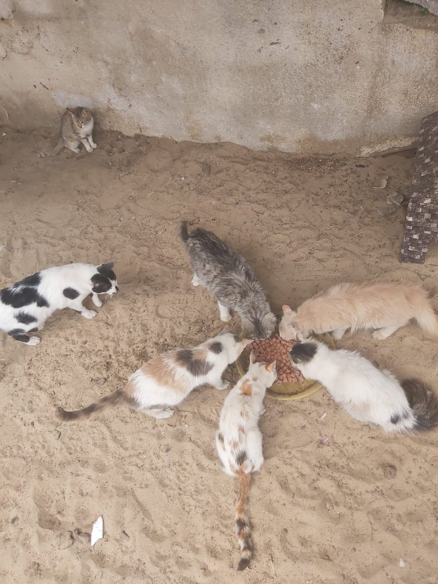 helpcatsmsallam's tweet photo. 🚨 STRATEGIC SURVIVAL IN THE FACE OF CRUELTY: In Gaza, we do not have the luxury of waiting for the storm to pass; we must learn to navigate through it. Thanks to your beautiful and relentless souls, our campaign has hit 76% of our goal! 📈 This milestone brings us closer to safety, but with danger closing in from land, air, and sea, logic demands swift action. 

Moments ago, the harsh reality struck terrifyingly close—an airstrike targeted civilians right next to a school bus packed with children. This non-stop bombardment proves that threats move faster than delays. Because waiting for 100% amidst this ruthless siege and astronomical inflation is a gamble I refuse to take with my 17 innocent cats, I have made a definitive decision: within the next 2 to 3 days, I will immediately purchase a critical 4-month emergency food supply using what we have raised so far. We are out-thinking the destruction. 🐾

My deepest hope is to reach our full, complete goal during this crucial window to secure the remaining portion of their 6-month strategic reserve. To break this final stretch and shield them permanently before the next wave of war cuts us off, please stand with our resolve through our Campaign: https://t.co/CzGgwtStPD —while their immediate daily critical needs continue to depend on your direct support via PayPal: https://t.co/yfTFqJhED8

We refuse to break, and we refuse to let them starve. On this decisive week, please be our voice. Retweet, share, or donate—your empathy is our only armor. 🙏⏳

#Gaza #GazaCats #Survival #StopTheWar #NorthGaza