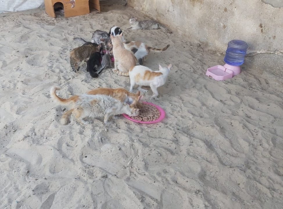 helpcatsmsallam's tweet photo. 🚨 STRATEGIC SURVIVAL IN THE FACE OF CRUELTY: In Gaza, we do not have the luxury of waiting for the storm to pass; we must learn to navigate through it. Thanks to your beautiful and relentless souls, our campaign has hit 76% of our goal! 📈 This milestone brings us closer to safety, but with danger closing in from land, air, and sea, logic demands swift action. 

Moments ago, the harsh reality struck terrifyingly close—an airstrike targeted civilians right next to a school bus packed with children. This non-stop bombardment proves that threats move faster than delays. Because waiting for 100% amidst this ruthless siege and astronomical inflation is a gamble I refuse to take with my 17 innocent cats, I have made a definitive decision: within the next 2 to 3 days, I will immediately purchase a critical 4-month emergency food supply using what we have raised so far. We are out-thinking the destruction. 🐾

My deepest hope is to reach our full, complete goal during this crucial window to secure the remaining portion of their 6-month strategic reserve. To break this final stretch and shield them permanently before the next wave of war cuts us off, please stand with our resolve through our Campaign: https://t.co/CzGgwtStPD —while their immediate daily critical needs continue to depend on your direct support via PayPal: https://t.co/yfTFqJhED8

We refuse to break, and we refuse to let them starve. On this decisive week, please be our voice. Retweet, share, or donate—your empathy is our only armor. 🙏⏳

#Gaza #GazaCats #Survival #StopTheWar #NorthGaza